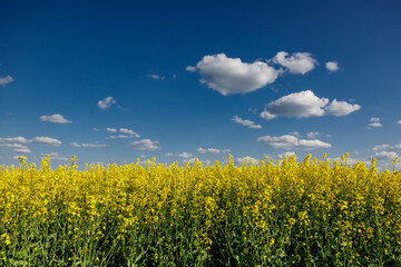 Blooming rapeseed (Brassica napus).Yellow field and blue sky with clouds.Agricultural field with rapeseed plants. Oilseed, canola, colza.Blooming yellow canola flower meadows.