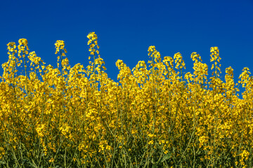 Blooming rapeseed (Brassica napus).Yellow field and blue sky with clouds.Agricultural field with rapeseed plants. Oilseed, canola, colza.Blooming yellow canola flower meadows.