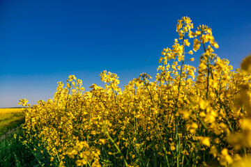 Blooming rapeseed (Brassica napus).Yellow field and blue sky with clouds.Agricultural field with rapeseed plants. Oilseed, canola, colza.Blooming yellow canola flower meadows.