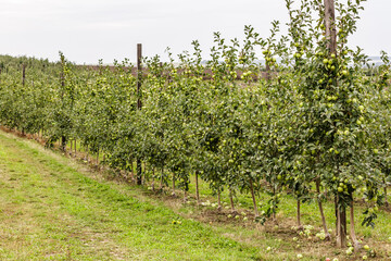 Apple orchard with green ripe apples on branches.Two rows of apple trees full of fruit seen under a blue sky nearly ready for picking.Apple orchard.Morning shot