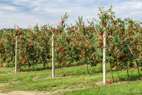 Apple orchard with red ripe apples on branches.Two rows of apple trees full of fruit seen under a blue sky nearly ready for picking.Apple orchard.Morning shot