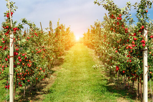 Apple orchard with red ripe apples on branches.Two rows of apple trees full of fruit seen under a blue sky nearly ready for picking.Apple orchard.Morning shot