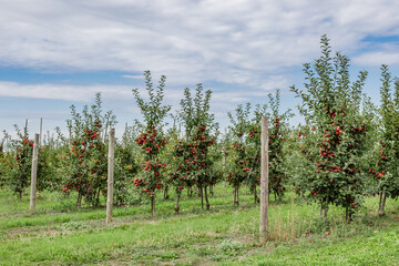 Apple orchard with red ripe apples on branches.Two rows of apple trees full of fruit seen under a...