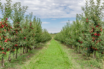 Apple orchard with red ripe apples on branches.Two rows of apple trees full of fruit seen under a...