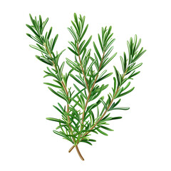 rosemary twig isolated on white