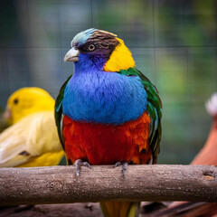Obraz premium oiseau, colorés, imaginaire, joli, décoratif, animal, bec, nature, coloré, rouge, vert, oie, tropical, empennage, faune, animal de compagnie, jaune, ar, loriinae, couleur, sauvage, beau, branchages, i