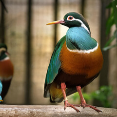 Fototapeta premium oiseau, colorés, imaginaire, joli, décoratif, animal, bec, nature, coloré, rouge, vert, oie, tropical, empennage, faune, animal de compagnie, jaune, ar, loriinae, couleur, sauvage, beau, branchages, i
