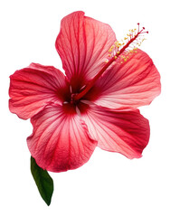 Red hibiscus, cut out - stock png.