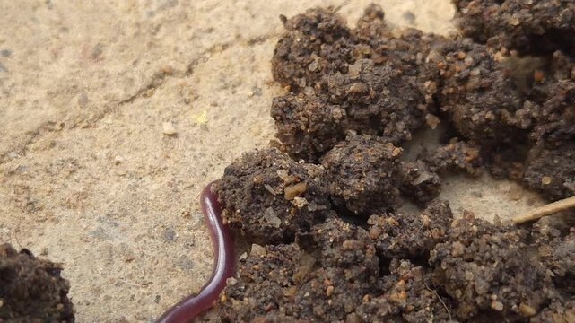Indotyphlops braminus, commonly known as the brahminy blind snake, Odisha, India