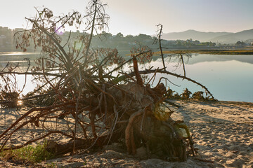 Fallen Pine Tree Due to Soil Erosion in Foz del Val Miñor