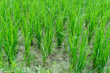 Fresh green rice plant in paddy field.
