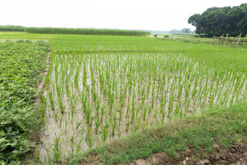 Fresh green rice plant in paddy field.