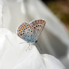 butterfly on white