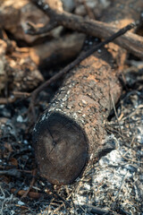wooden stakes from trees that have been cut down and burned