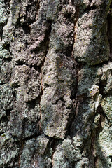 A strain of an old tree, close-up view. Background for various uses.