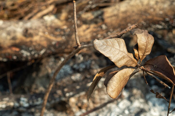 dry leaves due to burning in the forest