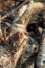 stump in the forest