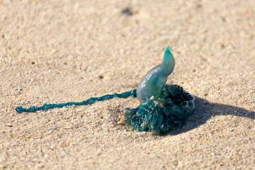 Portuguese man o war seen on the Beach of Bloubergstrand in the Western Cape of South Africa