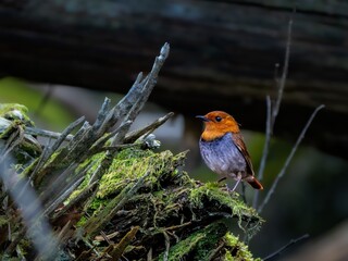 森の中の暗い木陰の枯れ木の上で周りを見渡しているコマドリの雄