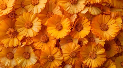 A vibrant collection of orange and yellow flowers in full bloom, showcasing nature's bright and cheerful colors in a stunning floral arrangement.