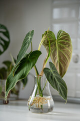 Sprouts of Philodendron melanochrysum plant in water in glass jar, ready to be transplanted into...