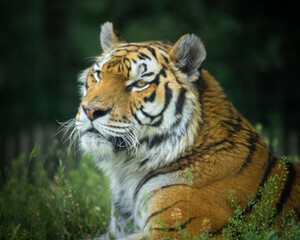 Tigre en photo