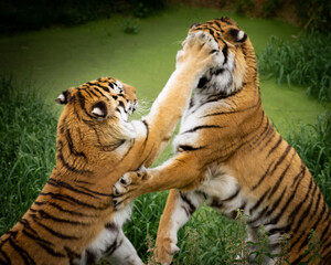 Tigre en photo