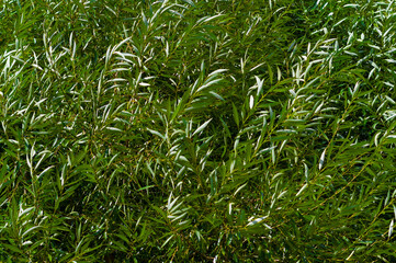 Close-up view of willow wicker. Background for various uses.