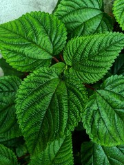 Tragia involucrata, the Indian stinging nettle, is a species of plant in the family Euphorbiaceae. It is the most used species of Tragia in ethnomedicinal and ethnopharmacological applications.