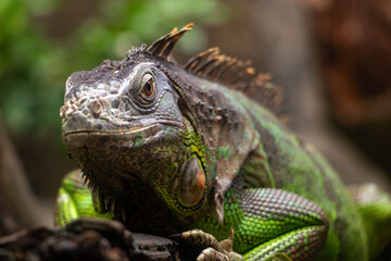 The green iguana (Iguana iguana) crawl on a branch
