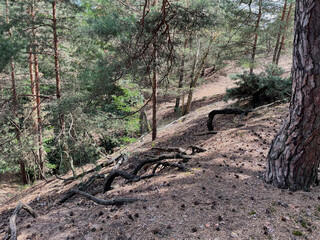 Slope in the forest