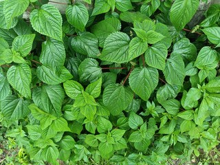 Tragia involucrata, the Indian stinging nettle, is a species of plant in the family Euphorbiaceae. It is the most used species of Tragia in ethnomedicinal and ethnopharmacological applications.