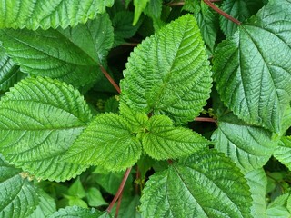 Tragia involucrata, the Indian stinging nettle, is a species of plant in the family Euphorbiaceae. It is the most used species of Tragia in ethnomedicinal and ethnopharmacological applications.