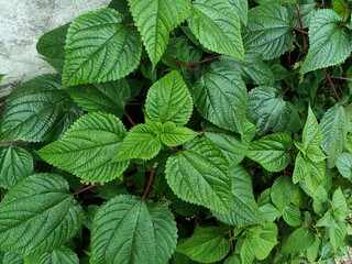 Tragia involucrata, the Indian stinging nettle, is a species of plant in the family Euphorbiaceae. It is the most used species of Tragia in ethnomedicinal and ethnopharmacological applications.