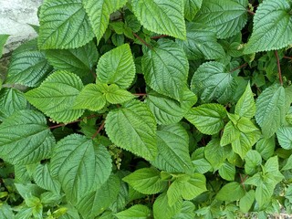 Tragia involucrata, the Indian stinging nettle, is a species of plant in the family Euphorbiaceae. It is the most used species of Tragia in ethnomedicinal and ethnopharmacological applications.