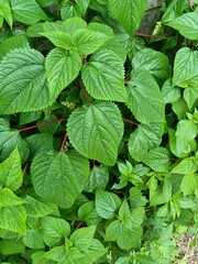 Tragia involucrata, the Indian stinging nettle, is a species of plant in the family Euphorbiaceae. It is the most used species of Tragia in ethnomedicinal and ethnopharmacological applications.