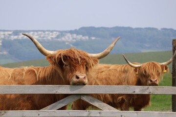 highland cow with horns 