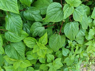 Tragia involucrata, the Indian stinging nettle, is a species of plant in the family Euphorbiaceae. It is the most used species of Tragia in ethnomedicinal and ethnopharmacological applications.