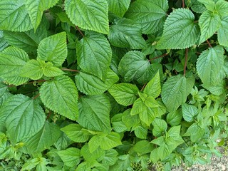 Tragia involucrata, the Indian stinging nettle, is a species of plant in the family Euphorbiaceae. It is the most used species of Tragia in ethnomedicinal and ethnopharmacological applications.