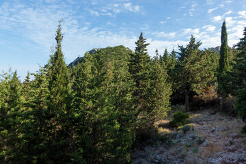 Beautiful path in the forest in Othonoi island, Greece, perfect for long walks