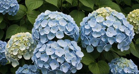 blue hydrangea flower