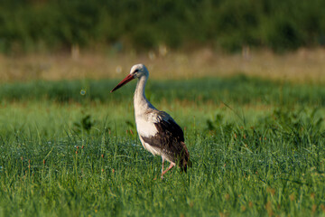 A magnificent stork gracefully spreads its elegant wings in a lush, green field setting
