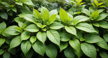 green leaves background