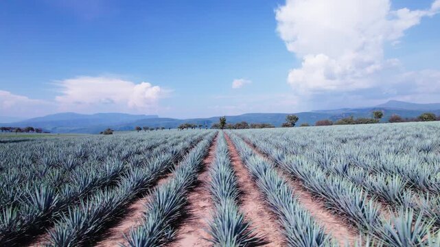 passing over agave from right to left with a blue sky