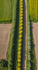 winding road in the forest