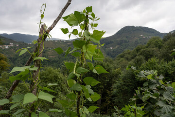 Green beans in the garden