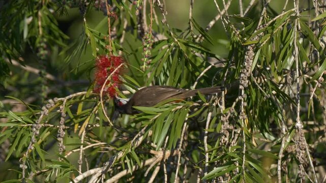 Red Whiskered Bulbul bird eating from flowers of Weeping Bottlebrush tree 