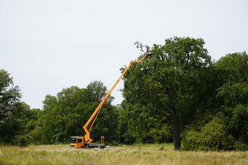 Lumberjack, tree surgeon on a high mobile platform using a chainsaw to prune back overgrown trees, wearing the correct protective clothing. Hannover, Marienwerder Forst, Germany.