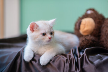 Cute little white kitten lies on a brown silk sheet at home