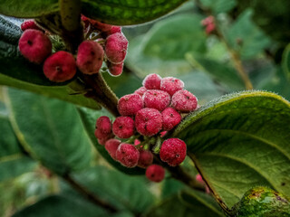 berries of a raspberry in forest